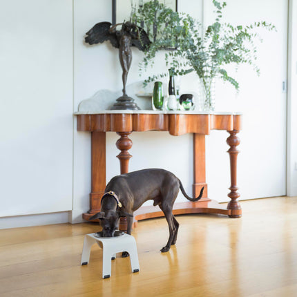 subwooferdog-iggy-feeding-from-white-and-stainless-steel-elevated-dog-bowl-next-to-a-vintage-sideboard