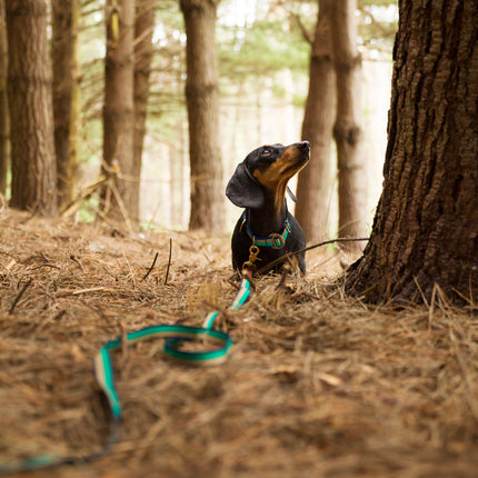 subwooferdog-dachshund-in-forest-at-bottom-of-tree-runk-amongst-pine-needles-wearing-wearing-a-green-striped-collar-and-long-line