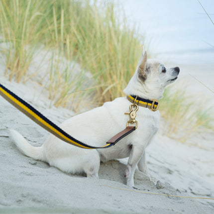 subwooferdog-white-chihuahua-in-sand-dunes-wearing-yellow-sandand-navy-collar-and-leash-with-solid-brass-hardware-and-brown-leather-tabs