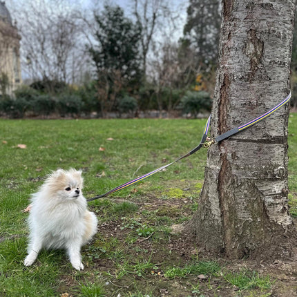 subwooferdog-a-white-pomeranian-tehered-to-a-tree-in-a-park-in-paris-with-a-pink-yellow-blue-and-grey-leash