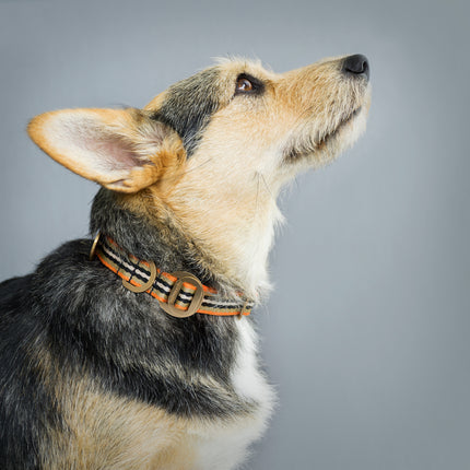 subwooferdog-schnorgi-in-profile-wearing-orange-striped-collar-with-polished-brass-hardware