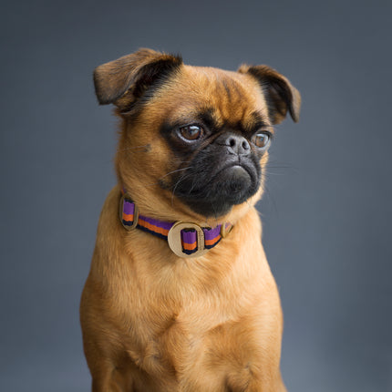 subwooferdog-short-haired-griffin-with-soulful-expression-wearing-purple-and-orange-striped-collar-with-brass-buckle