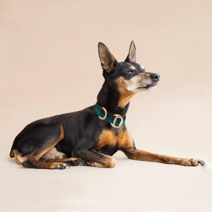 subwooferdog-miniature-pinscher-wearing-forest-and-navy-dogcollar