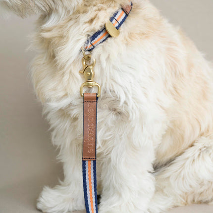 subwooferdog-zoom-in-of furry-dog-wearing-striped-navy-silver-and-orange-collar-and-lead-with-tan-stamped-leather-tab