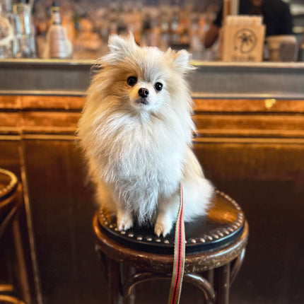 white-pomeranian-sitting-on-bar-stool-wearing-leash-in-paris