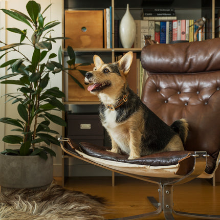 subwooferdog-schnorgi-sitting-on-a-mid-century-falcon-chair-in-a-modern-apartment-wearing-an-orange-striped-dog-collar