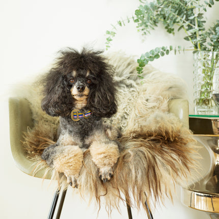 subwooferdog-phantom-toy-poodle-sitting-on-an-eames-chair-with-sheepskin-wearing-a-pink-striped-collar