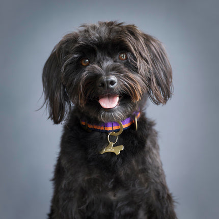 subwooferdog-black-schnoodle-wearing-purple-and-orange-collar-with-brass-stick-id-tag