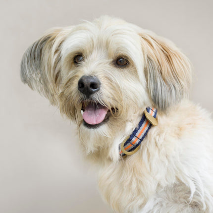 subwooferdog-blonde-long-haired-dachshund-westie-cross-portrait-wearing-a-blue-silver-and-orange-striped-collar