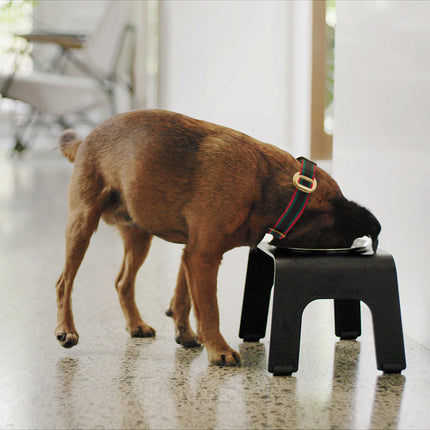 subwooferdog-short-haired-griifin-eating-from-pet-feeder-in-modern-living-room