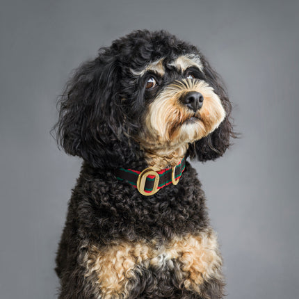 subwooferdog-black-and-tan-cavoodle-giving-side-eye-and-wearing-a-red-black-and-green-collar-with-brass-accents