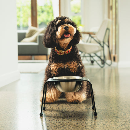 subwooferdog-black-and-tan-cavapoo-sitting-in-front-of-elevated-dog-bowl-in-modern-living-room