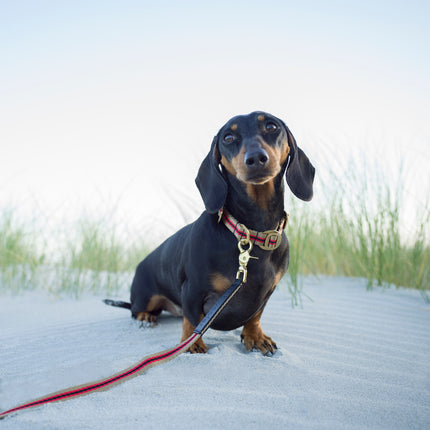 dachshund-at-beach-wearing-beige-red-and-black-stripe collar-and-leash