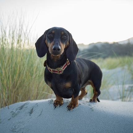 subwooferdog-dachshund-at-beach-wearing-striped-beige-and-red-collar