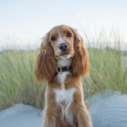 subwooferdog-red-cockerspaniel-at-beach-wearing-red-black-and-green-collar