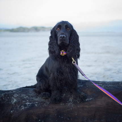 subwooferdog-black-cockerspaniel-on-large-charred-log-on-beach-wearing-purple-and-orange-striped-collar-and-leash-with-brass-hardware