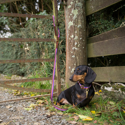 subwooferdog-a-dachshund-tethered-to-a-country-gate-wearing-a-purple-and-orange-collar-and-leash