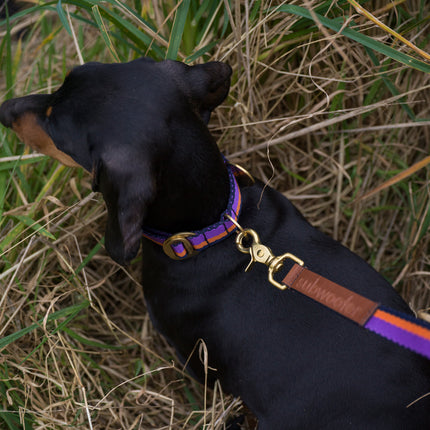 subwooferdog-looking-down-on-a-dachshund-in-long-grass-wearing-a-purple-and orange-striped-collar-and-lead-with-stamped-leather-trim-and-brass-hardware