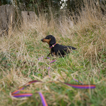 dachshund-in-long-grass-wearing purple-and-orange-collar-with-matching-long-training-line-attached