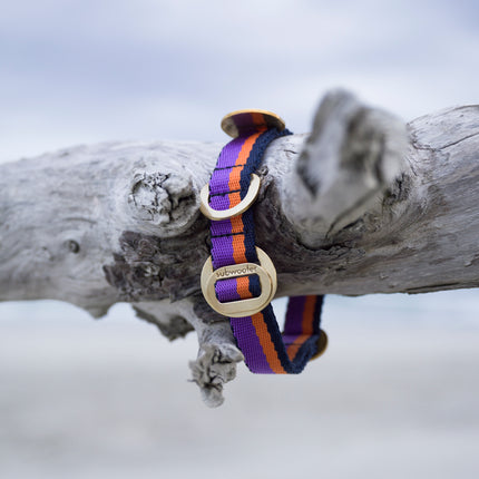 subwooferdog-purple-orange-and-dark-blue-collar-on-driftwood