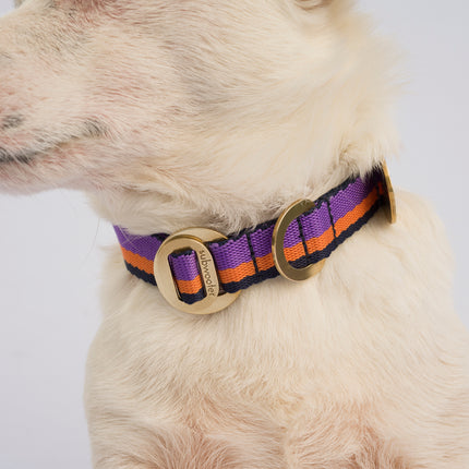 subwooferdog-close-up-of-jack-russel-wearing-purple-orange-and-navy-blue-striped-collar-with-polished-brass-hardware