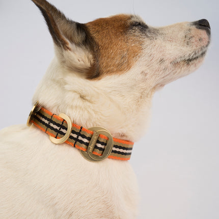 subwooferdog-cream-and-tan-jackrussell-in-profile-wearing-an-orange-collar-with-brass-buckle