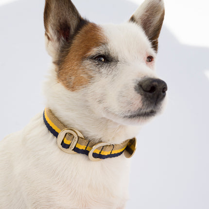 cream-and-tan-jack-russell-wearing-beige-yellow-andnavy-stripe-collar-with-solid-brass-hardware