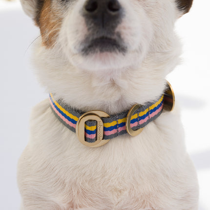 subwooferdog-close-up-of-jack-russel-waring-yello-pink-blue-and-grey-stripe-collarwith-polished-brass-hardware