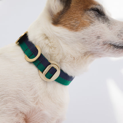 subwooferdog-jackrussell-wearing-forest-and-navy-dogcollar