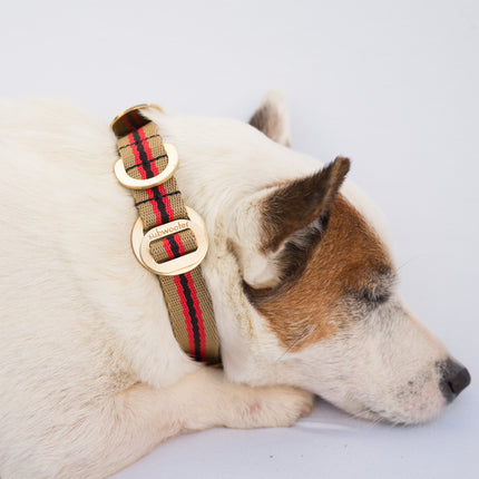 subwooferdog-cream-and-tan-jack-russell-wearing-sand-and-red-stripe-collar-with-stamped-brass-buckle