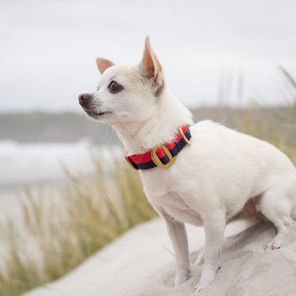 subwooferdog-white-chihuahua-on-sand-dune-wearing-red-and-navy-stripe-collar