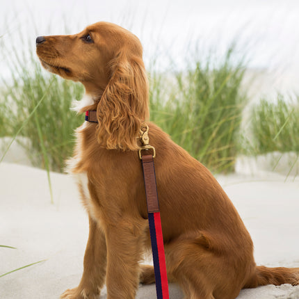 subwooferdog-profile-of-red-cockerspaniel-puppy-at-beach-wearing-red-and-navy striped-collar-and-leash