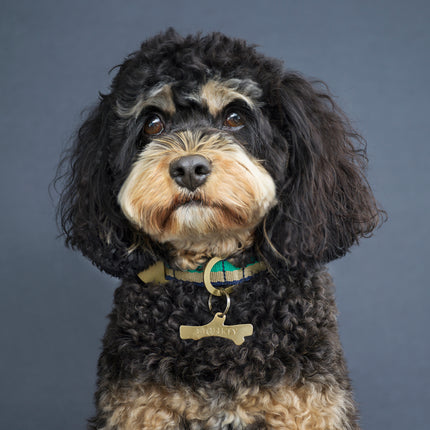 subwooferdog-black-and-tan-cavapoo-wearing-a-green-striped-collar-and-engraved-brass-stick-id-tag