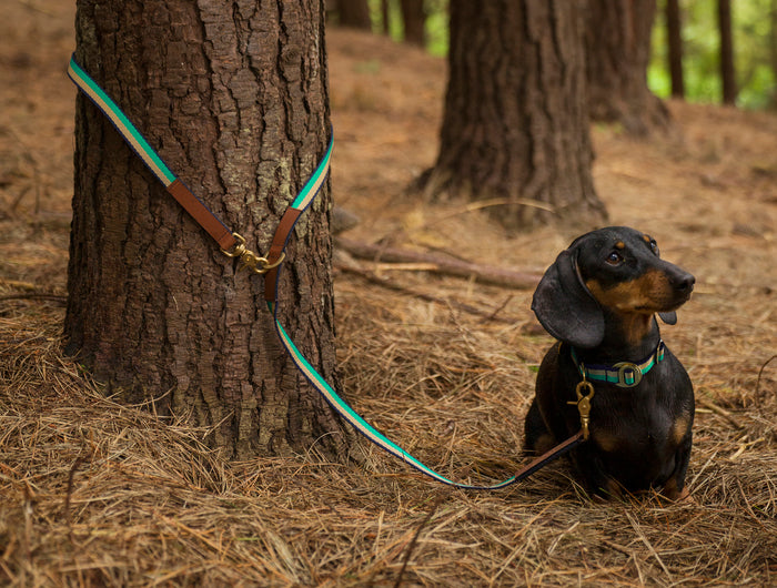 subwooferdog-dachshund-in-a-forest-tethered-to-a-tree-surrounded-by-pine-needles-wearing -a-green-collar-and-leash