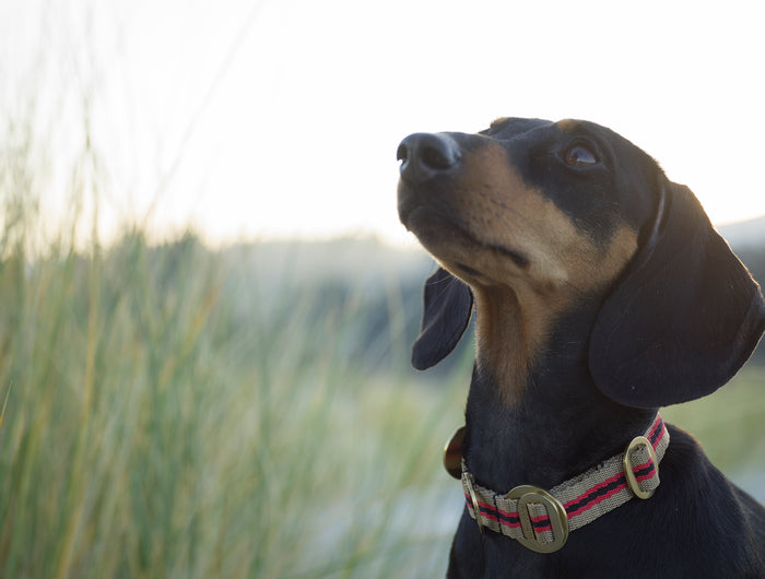 subwooferdog-daschund-wearing-luxury-striped-dogcollar-at-beach